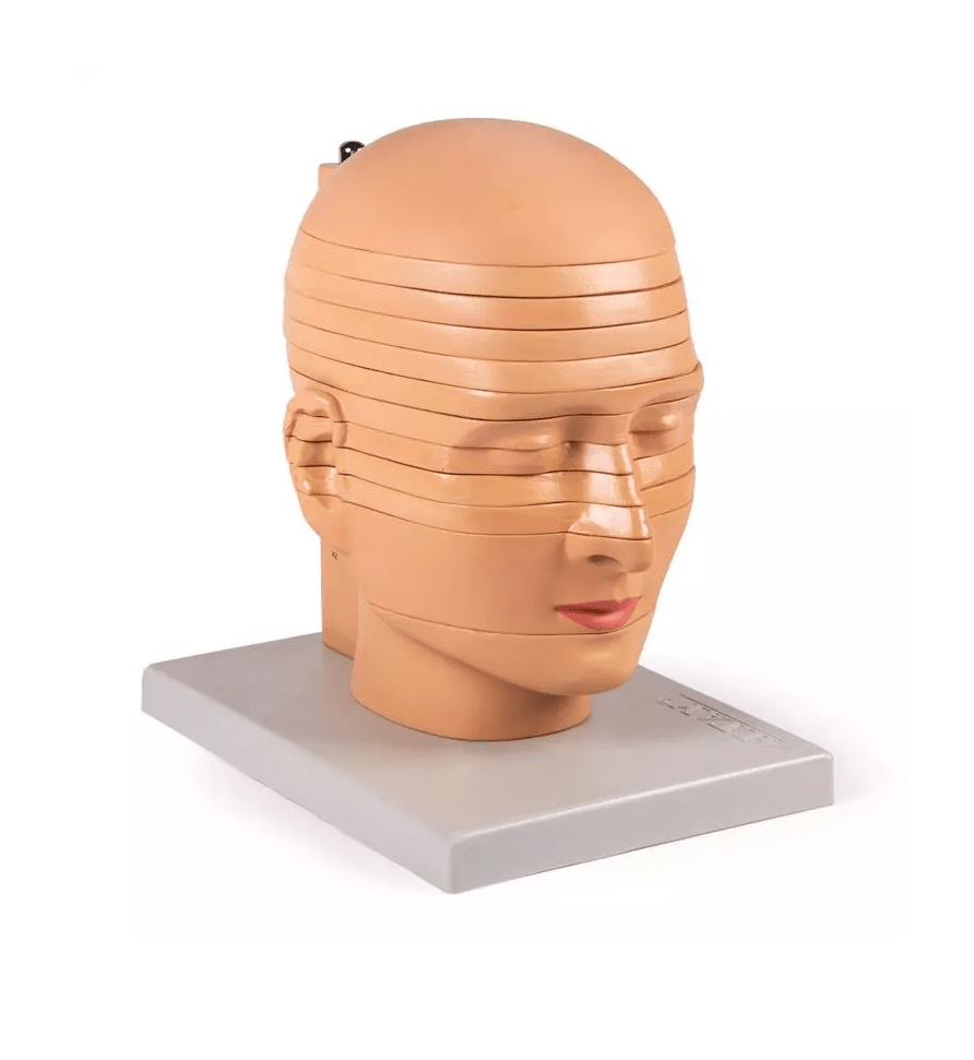 Scheiben - Kopfmodell - Erler - Zimmer